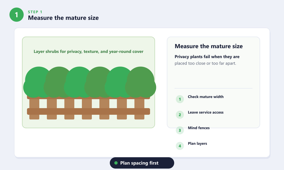 ต้นไม้ที่เติบโตเร็วสำหรับให้ร่มเงา - วัดขนาดเมื่อโตเต็มที่