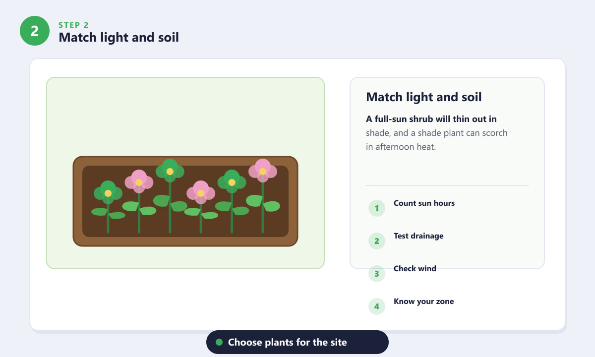 Fast-Growing Vines for Fences - Match light and soil