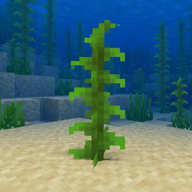 A young kelp stalk planted on a sandy underwater floor